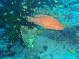 Vieille de Corail (merou)